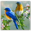 Spring Bluebirds paint by numbers