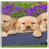 Labrador Puppies panels paint by numbers