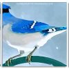 Beautiful Blue Jay panels paint by numbers