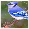 Blue Jay panel paint by numbers