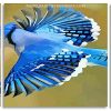 Flying Blue Jay Bird paint by numbers