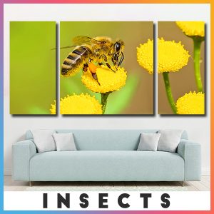 Insects