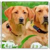 Labrador Retrievers panels paint by numbers