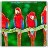 Macaw Birds Panels paint by numbers