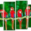 Macaw Birds panels paint by numbers