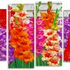 Colorful Gladiolus Flowers panels paint by numbers