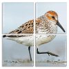 Sandpiper Birds Panel paint by numbers