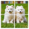 Samoyed Puppies Panels paint by numbers