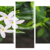 Aesthetic Jasmine Flowers Panel paint by numbers