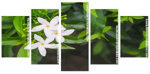 Aesthetic Jasmine Flowers Panel paint by numbers