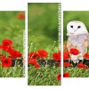 Barn Owl and Poppies Panels paint by numbers