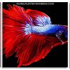 betta Fish panels paint by numbers