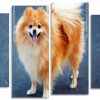 Blonde Pomeranian Dog Panels paint by numbers