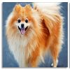 Blonde Pomeranian Dog Panels paint by numbers