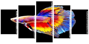 Colourful Betta Fish Panel paint by numbers