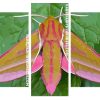 Elephant Hawk Moth panels paint by numbers