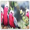 Galah Birds Panels paint by numbers