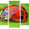 Ladybug Insect Panels paint by numbers