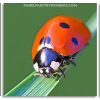 Lonely Ladybird panels paint by numbers