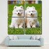 Samoyed Puppies Panel paint by numbers