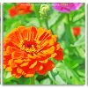 Orange Zinnia panels paint by numbers