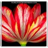 Parrot Tulip Plant panels paint by numbers