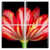 Parrot Tulip Plant Panels paint by numbers