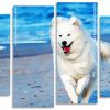 Samoyed Dog Running Panels paint by number