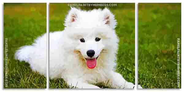 Samoyed Dog paint by numbers