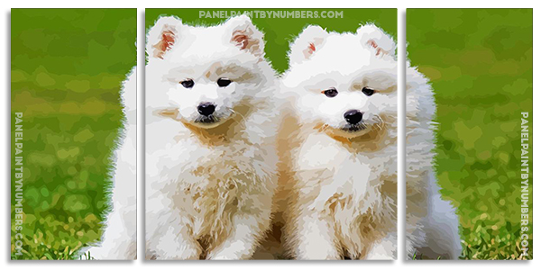 Samoyed Puppies Panels paint by numbers