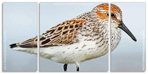 Sandpiper Birds Panels paint by numbers