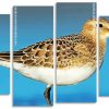 Sandpiper Bird panels paint by numbers