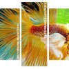 Siamese Betta Fish Panel paint by numbers