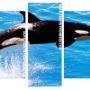 The Killer Whale Panels paint by numbers