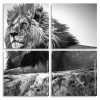 Black And White Lion panels paint by numbers