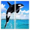 Killer Whale panesl paint by numbers