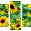 sunflowers art Panels paint by numbers