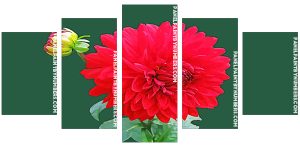 Light Red Dahlia panel paint by numbers