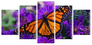 Monarch Butterfly On Purple Flowers Panel paint by numbers