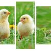 Adorable Chicks paint by numbers