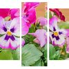 Aesthetic Pansies panels paint by numbers