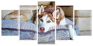 Aesthetic Siberian Husky Panel paint by numbers