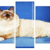 Balinese Cat Panels paint by numbers