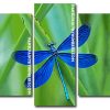 Beautiful Demoiselle Insect panels paint by numbers