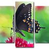 Black Spicebush Swallowtail panels paint by numbers