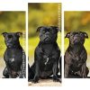 Black Stafforshire Bull Terrier Dogs panels paint by numbers