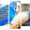 Blue Parakeet Bird Panels paint by numbers