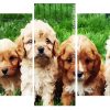 Cavoodle Puppies Panels paint by numbers