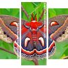 Cecropia Moth Butterfly panels paint by numbers