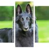 Cute Black Belgian Shepherd panels paint by numbers